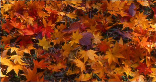 Need a Fall / Holiday Cleanup in Houston? Call Turf Plus Management at 281-222-LAWN