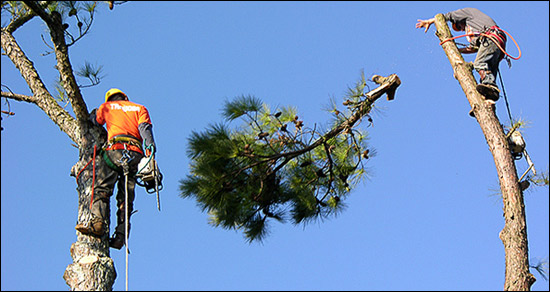 Houston Tree Removal - Turf Plus
